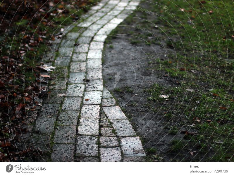 HOME WAY Winter Leaf Foliage plant Garden Park Meadow Pedestrian Lanes & trails Pave Paving stone Garden path Wet Trust Secrecy Wisdom Fatigue Esthetic Movement