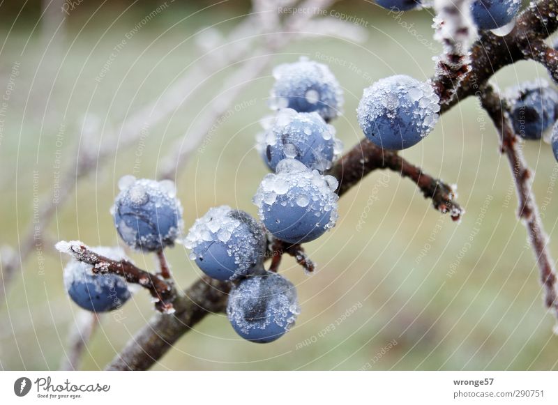 ice fiefdom Nature Plant Winter Ice Frost Bushes Wild plant Sloe Fruit Blue Blackthorn Stone fruit stone fruit plants Hoar frost Colour photo Exterior shot