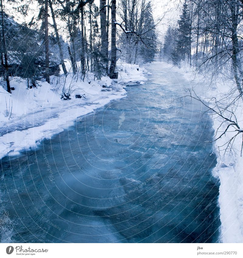 Frozen II Relaxation Calm Winter Snow Environment Nature Elements Ice Frost Tree Fir tree Branch Forest Brook Saanenland Thin Sharp-edged Firm Cold Wet Blue