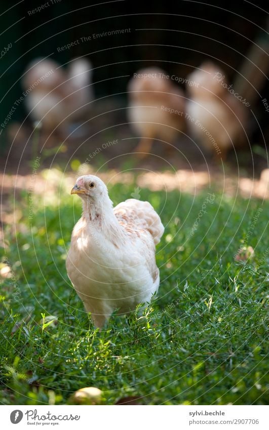 Juvenile hens IV chicken fowls chickens Chick brut incubate naturbrut Grass Brown green natural salubriously fond of animals Love of animals fortunate Life