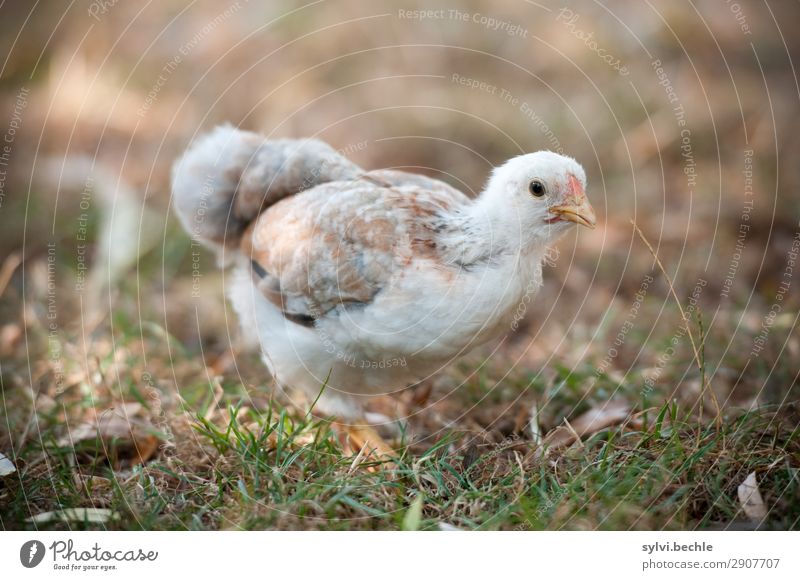 teenage hen chicken fowls hens chickens Chick brut incubate naturbrut Grass Brown green natural salubriously fond of animals Love of animals fortunate Life