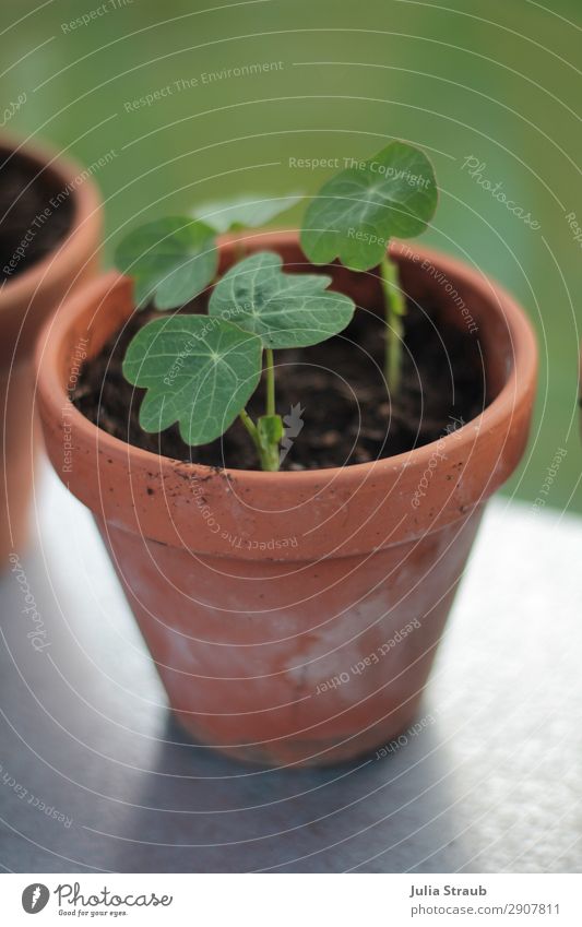 Nasturtium Cress Clay Pot Greenhouse Earth Spring Plant Agricultural crop Pot plant Nasturtium leaf Garden Growth Brown Colour photo Exterior shot Interior shot