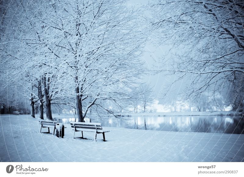 Blue pond Night sky Winter Ice Frost Snow Meadow Pond Magdeburg Germany Saxony-Anhalt Europe Town Outskirts Deserted Night shot Long exposure Tripod