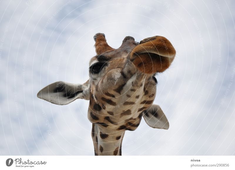 long neck Trip Zoo Sky Clouds Summer Beautiful weather Animal Petting zoo Giraffe 1 Discover Eating Feeding Looking Esthetic Thin Elegant Friendliness Gigantic