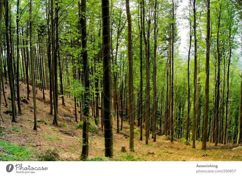 forest Environment Nature Landscape Plant Sky Summer Climate Weather Beautiful weather Warmth Tree Grass Bushes Moss Leaf Foliage plant Forest Hill Rock Stand