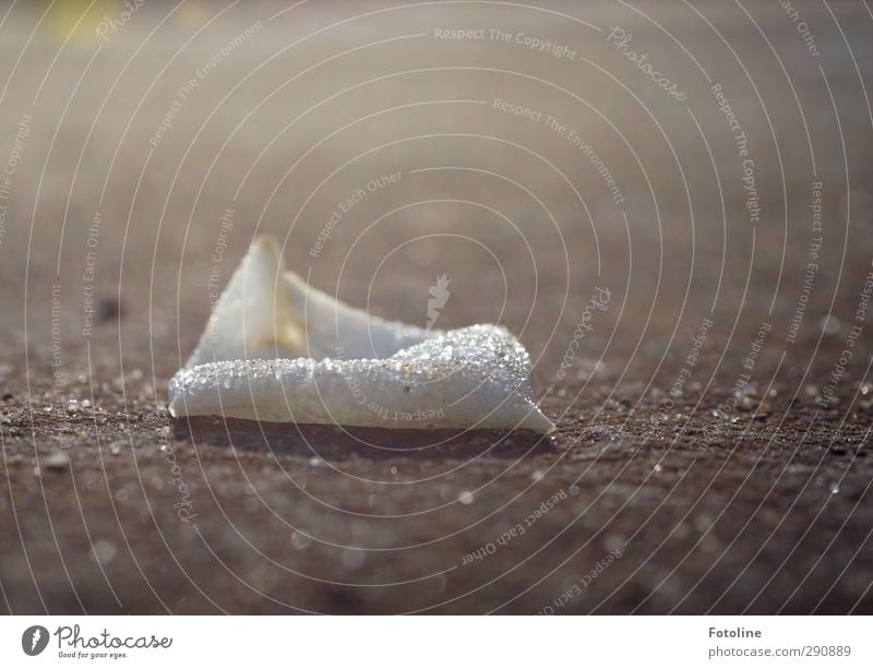 Once upon a time there was a wedding Environment Nature Plant Autumn Bright Wet Natural White Dew Drops of water Water Floor covering Earth Blossom leave