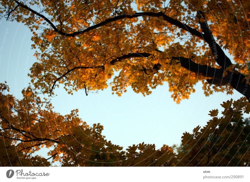 Where did summer go? Environment Nature Plant Sky Cloudless sky Beautiful weather Tree Leaf Branch Deciduous tree Garden Park Forest Dark Warmth Blue Brown