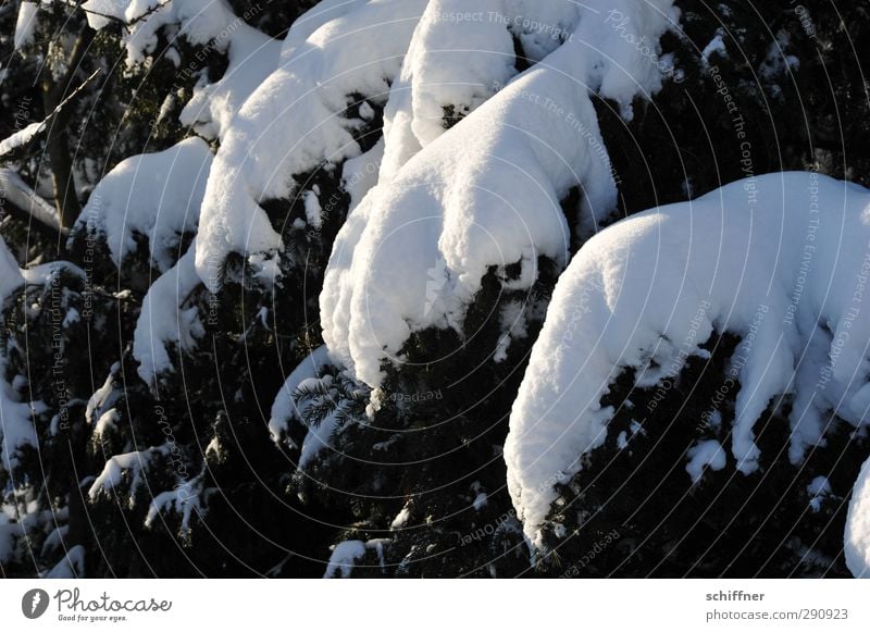 snow elephant Environment Nature Plant Sunlight Winter Ice Frost Snow Tree White Snow layer Fir tree Fir branch Heavy Twigs and branches Exterior shot Deserted