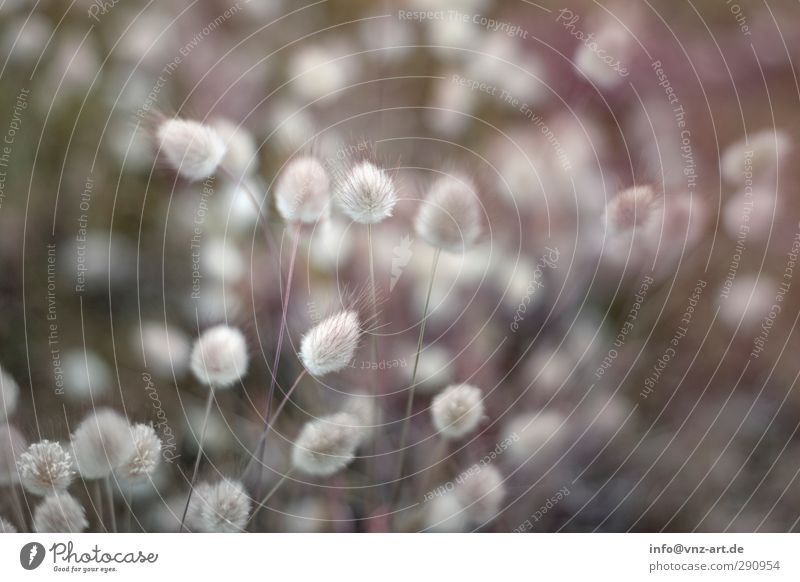 Wadden Environment Nature Landscape Plant Grass Bushes Blossom Wild plant Beautiful Soft Brown Colour photo Exterior shot Macro (Extreme close-up) Day