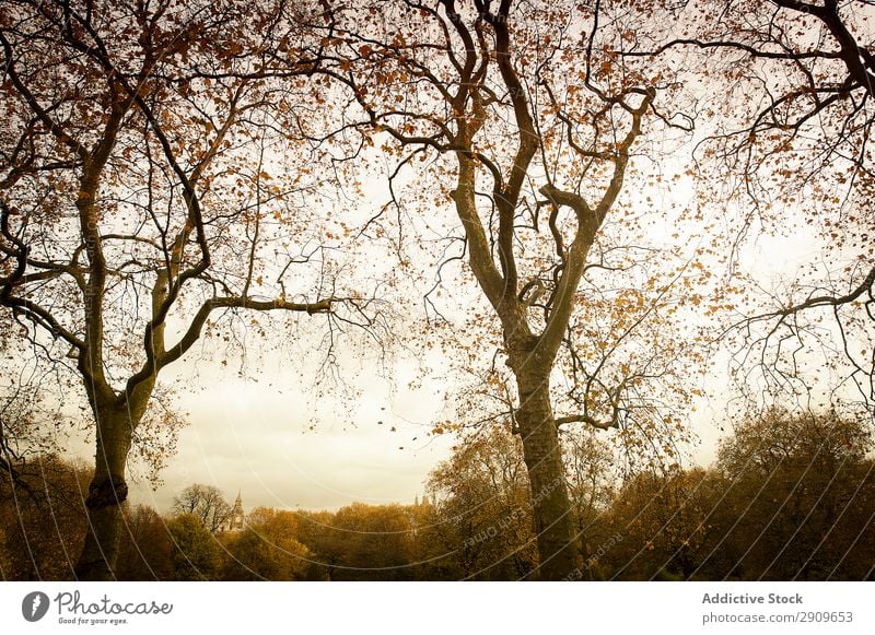 Landscape of autumn park Park Autumn Lawn Leaf Dried Tree Sunbeam Day dove soaring Nature Sky Calm tranquil Serene Peaceful Deserted avian Plant Grass Seasons