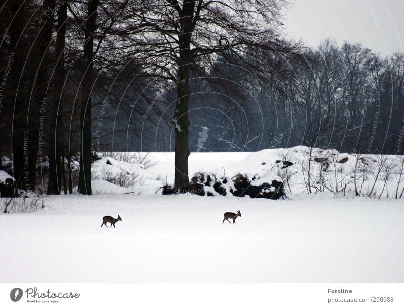 hunger Environment Nature Landscape Plant Animal Sky Winter Ice Frost Snow Tree Bushes Field Forest Bright Natural Black White Gray clouds Roe deer Appetite