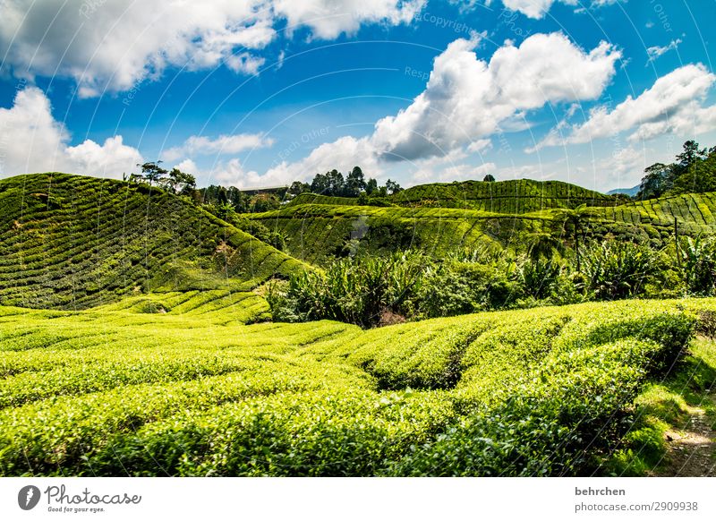 bananas and tea Vacation & Travel Tourism Trip Adventure Far-off places Freedom Nature Landscape Sky Clouds Plant Tree Bushes Leaf Agricultural crop Tea plants