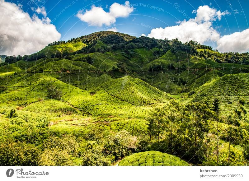 in the green mountains Vacation & Travel Tourism Trip Adventure Far-off places Freedom Nature Landscape Sky Clouds Plant Tree Bushes Leaf Agricultural crop