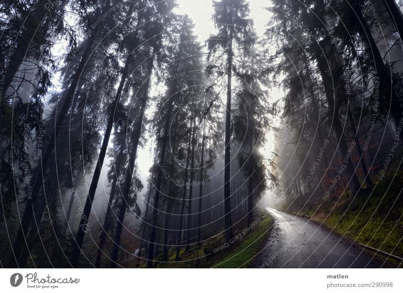 Black Forrest Landscape Plant Sky Winter Weather Fog Tree Grass Moss Forest Mountain Traffic infrastructure Street Green White Subdued colour Deserted Day