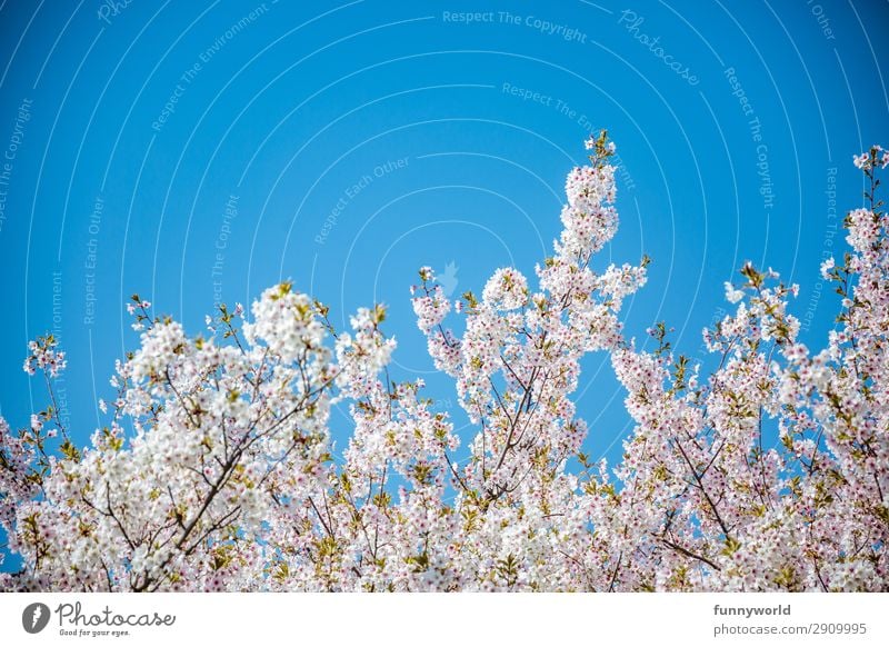 White-pink cherry blossoms against a blue sky Cherry blossom Spring Sun Blossom Tree Pink Exterior shot Cherry tree Spring fever Deserted Blossoming Plant