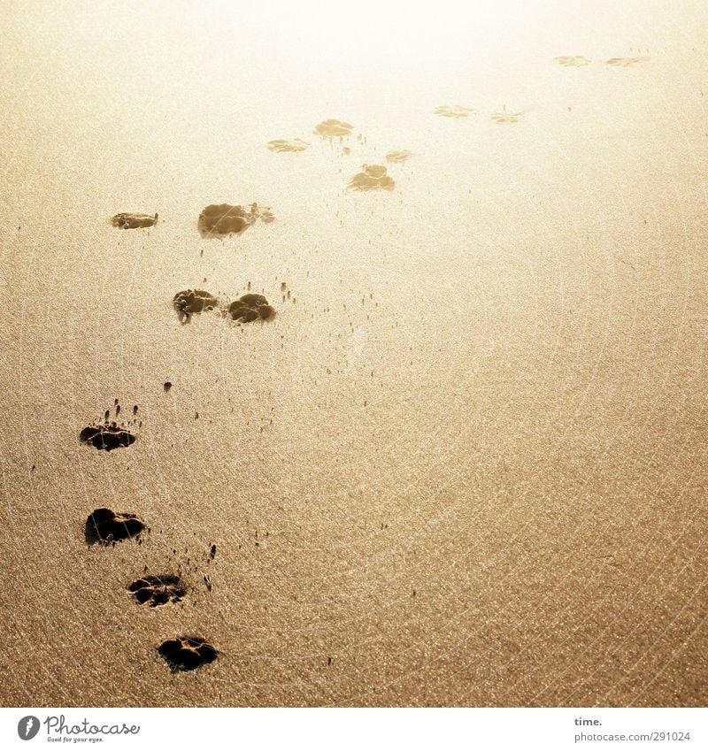 Lifelines #57 Environment Sand Beautiful weather Coast Beach Tracks Animal tracks Walking Elegant Hot Original Athletic Yellow Gold Imprint Colour photo