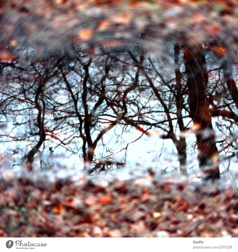 November mirrored in a puddle puddle mirroring puddle picture Puddle Autumn leaves Automn wood November picture November blues Meaning November mood light blue