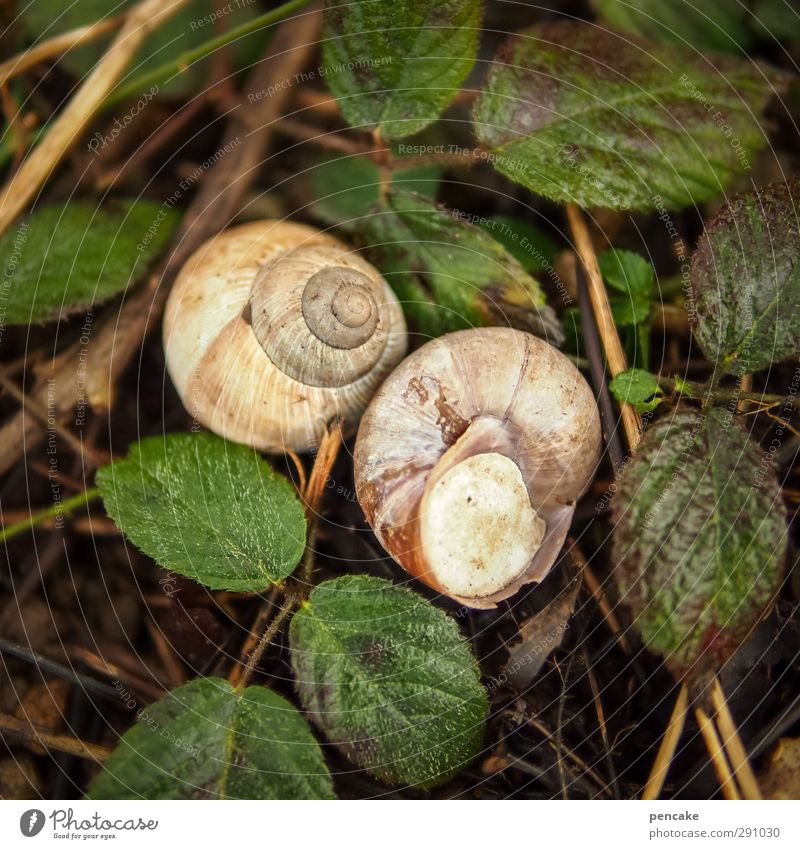 hibernation Nature Plant Animal Elements Earth Leaf Foliage plant Meadow Forest Snail 2 Pair of animals Sleep Wait Beautiful Uniqueness Wild Patient Calm