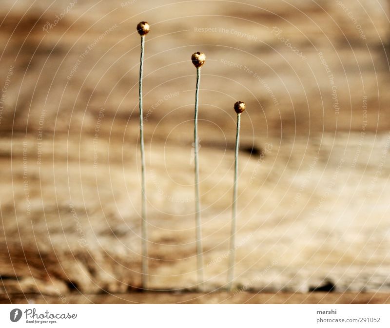 ||| Plant Brown Gold Line Abstract Wood Mikado plant Round Colour photo Interior shot Close-up Detail Macro (Extreme close-up)