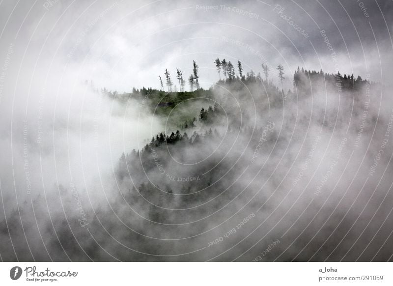 mountain forest tree fog Nature Landscape Elements Air Sky Clouds Summer Climate Bad weather Fog Rain Thunder and lightning Tree Forest Alps Mountain Peak