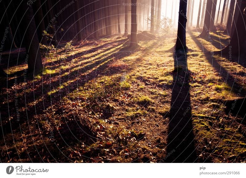 roaming the woods Autumn Beautiful weather Fog Tree Spruce forest Coniferous forest Tree trunk Undergrowth Clearing Forest Dark Bright Nature Fir tree Dawn