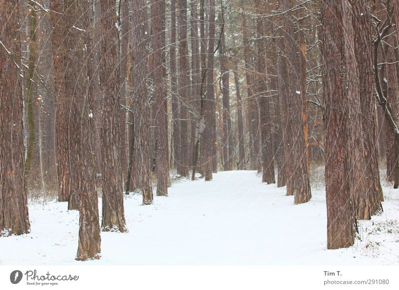 winter forest Environment Nature Landscape Plant Elements Winter Snow Tree Forest Loneliness Colour photo Exterior shot Deserted Day