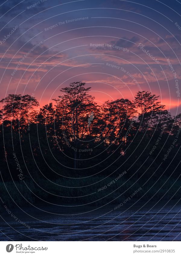 End of the blue hour Nature Landscape Plant Sky Clouds Forest Virgin forest River bank Esthetic Exceptional Fantastic Blue Pink Contentment Warm-heartedness