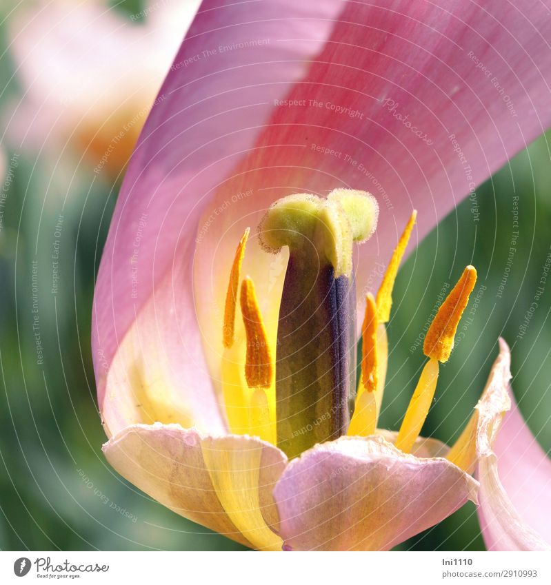 tulip stamp Plant Sunlight Spring Beautiful weather Flower Tulip Garden Park Multicoloured Yellow Gray Green Violet Orange Pink Black White Pistil Stamen Pollen