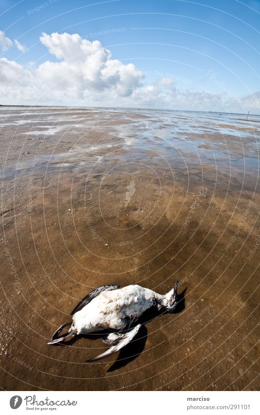 Dead bird Environment Nature Animal Dead animal Animal tracks Bird Gull birds Death 1 Contentment Horizon Environmental pollution Environmental protection