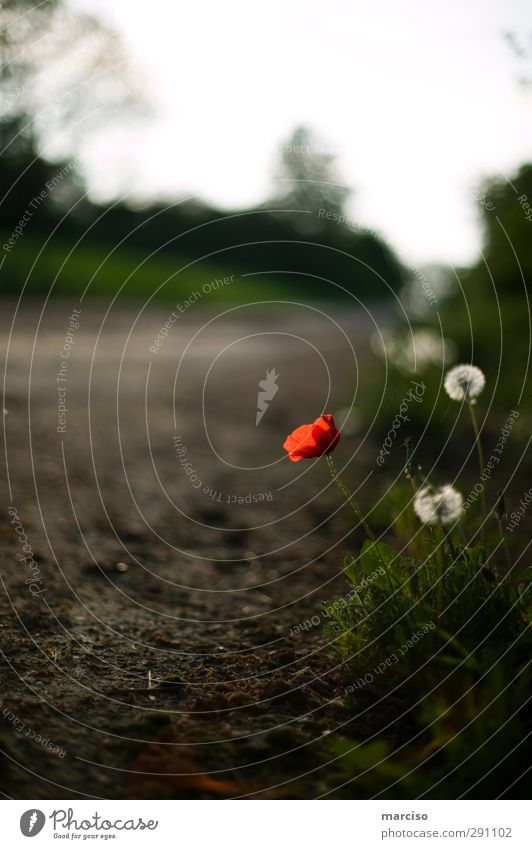 poppy seed Nature Plant Earth Flower Poppy blossom Poppy field Esthetic Exotic Beautiful Red Emotions Moody Spring fever Warm-heartedness Colour photo