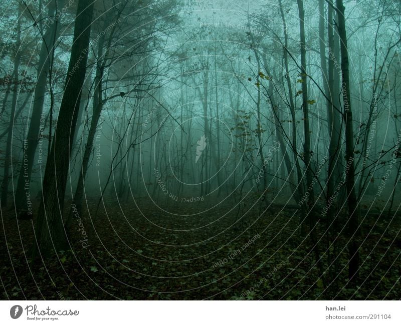 fog Nature Autumn Fog Forest Freeze Woodground Leaf Forestry Ghosts & Spectres  Twilight Spooky Eerie Dangerous Loneliness Colour photo Exterior shot Deserted