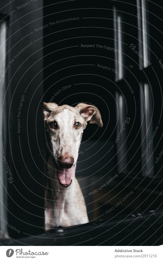 Cute dog looking through window Dog Window Home Glass Pet Purebred spanish greyhound Animal Domestic Wait Staring Friendship Obedient Loyal galgo Mammal