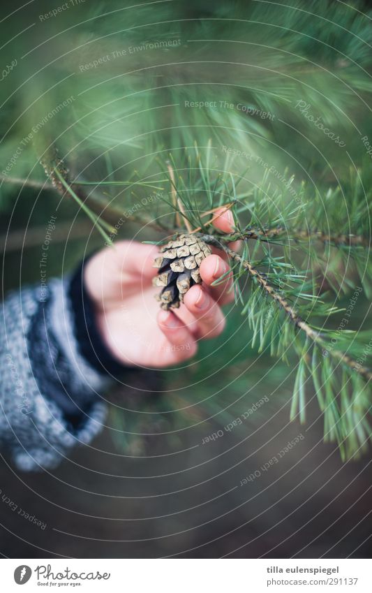 . Feminine Hand 1 Human being Tree Leaf Foliage plant To hold on Natural Green Nature Pick Cone Fingers Touch Arm Coniferous trees Fir needle Twigs and branches