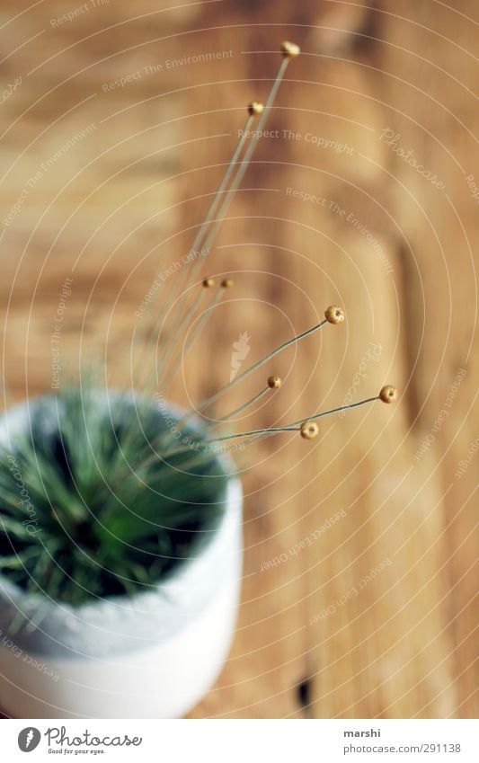 golden heads Nature Plant Flower Brown Gold Green Mikado plant Flowerpot Blur Shallow depth of field Decoration Round Cute Colour photo Close-up Detail