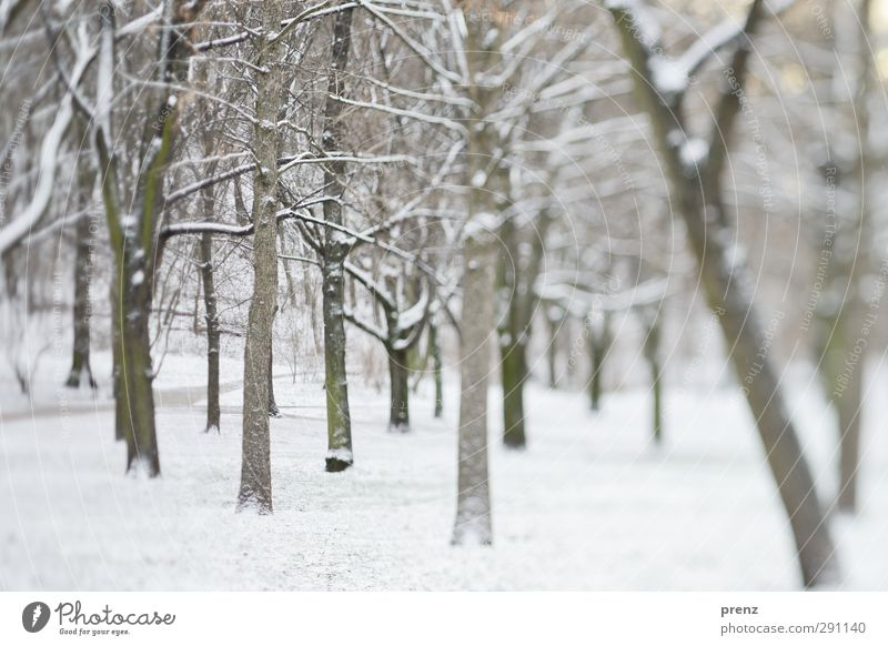 in the morning in the park Environment Nature Landscape Plant Winter Snow Tree Park Gray White Lanes & trails Promenade Branch Tilt-Shift Colour photo