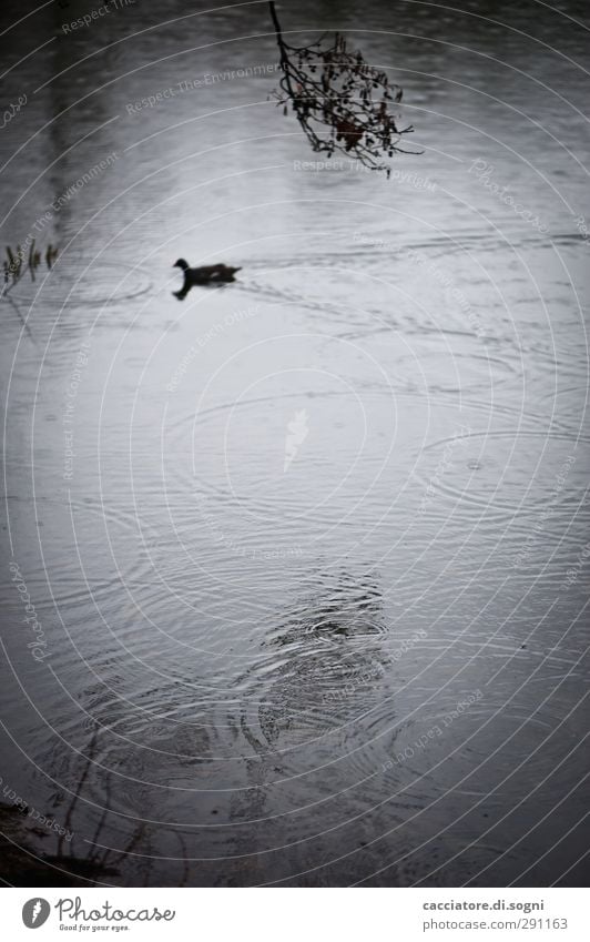 so boring at the lake Water Autumn Bad weather Rain Lakeside Pond Duck 1 Animal Poverty Threat Dark Simple Gloomy Gray Black Boredom Sadness Disappointment