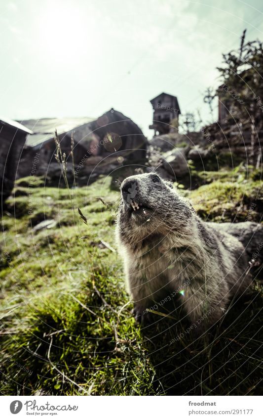 watched Mountain Nature Animal Autumn Winter Beautiful weather Grass Meadow Alps Wild animal 1 Observe Looking Brash Small Funny Curiosity Cute Rebellious Joy