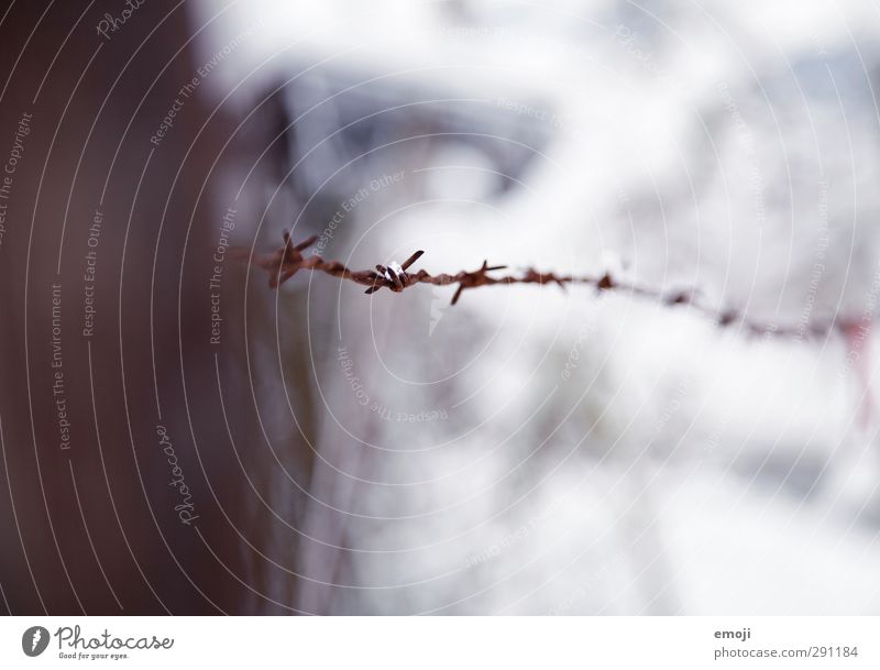 Cold hurts Environment Nature Winter Snow Meadow Wire Barbed wire Barbed wire fence Thorny Colour photo Exterior shot Close-up Detail Macro (Extreme close-up)