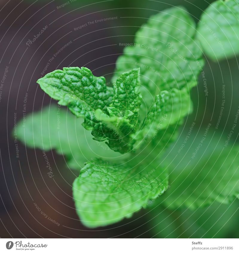 fresh mint Mint Mint leaf mentha Fresh Tea plants herbs medicinal herb May kitchen herbs Herbs and spices aromatic herbs fresh herbs Fragrance aromatic plant