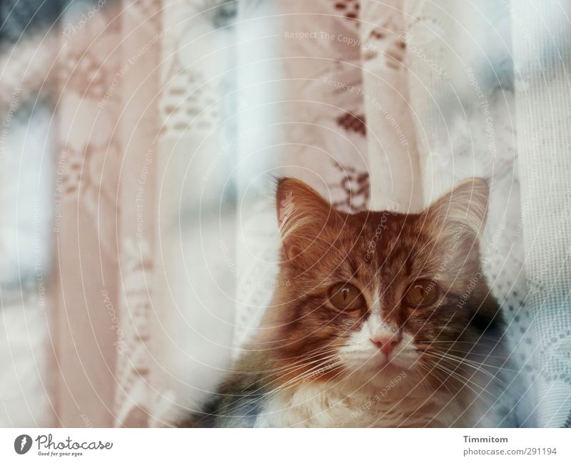 Window cat. Animal Pet Cat Animal face 1 Drape Observe Looking Emotions Attentive Window pane Reflection Be quiet! Colour photo Subdued colour Exterior shot