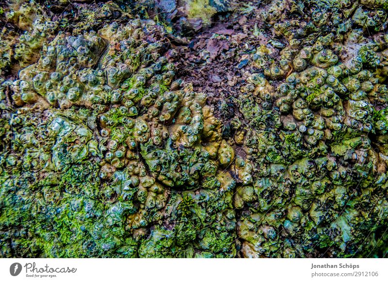 Moss on tree texture Hiking Nature Landscape Tree Green Edinburgh Great Britain Pentland Hills Scotland structure National Park Carpet of moss Rough