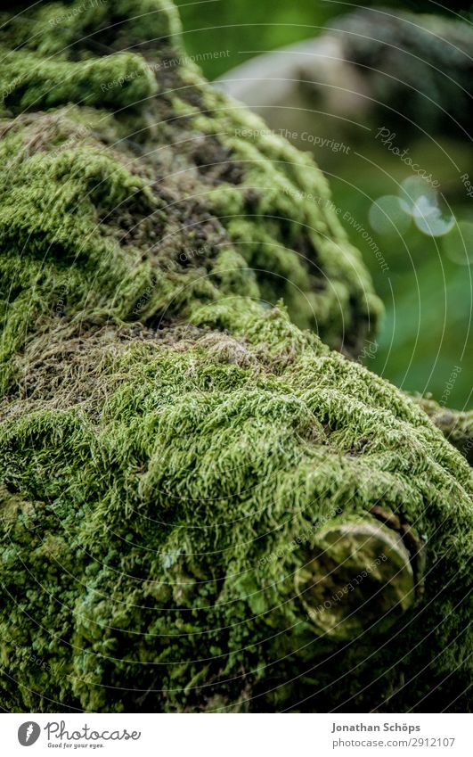 Moss on a tree Hiking Nature Landscape Tree Green Edinburgh Great Britain Pentland Hills Scotland structure National Park Carpet of moss Tree bark Overgrown