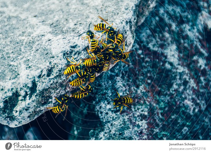 Close-up of several wasps on a stone Allergy Nature Animal Flock Stone Cold Blue Dangerous Edinburgh Great Britain Scotland Pierce Wasps Wasps' nest Insect