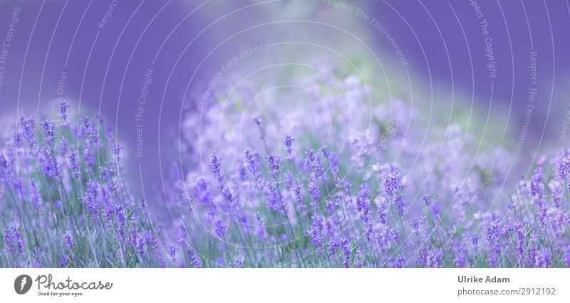 Lavender Dream Design Beautiful Alternative medicine Wellness Life Harmonious Well-being Contentment Relaxation Calm Meditation Cure Spa Wallpaper