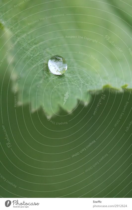 a raindrop on a lady's mantle leaf raindrops Drop Alchemilla vulgaris alchemilla drop picture Alchemilla leaves Guttation drops Drops of water Hydrophobic