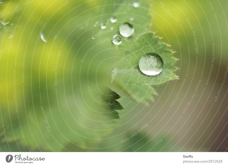 Lady mantle leaf after the rain Alchemilla leaves Alchemilla vulgaris alchemilla Lotus effect Hydrophobic raindrops drop picture Drop Guttation drops