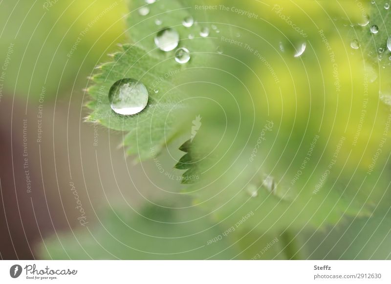 Lady mantle leaf with raindrops Alchemilla vulgaris Alchemilla leaves alchemilla Drop drop picture allchemilla vulgaris Foliage plant Hydrophobic Lotus effect