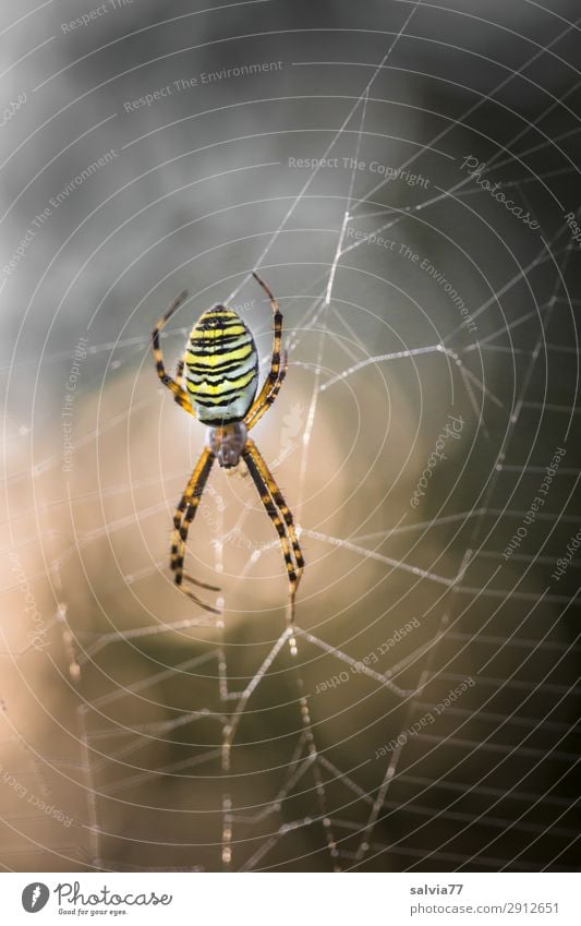 wasp spider Nature Animal Wild animal Spider Orb weaver spider 1 Hunting Wait Exceptional Threat Dark Watchfulness Expectation Planning Surrealism Surveillance