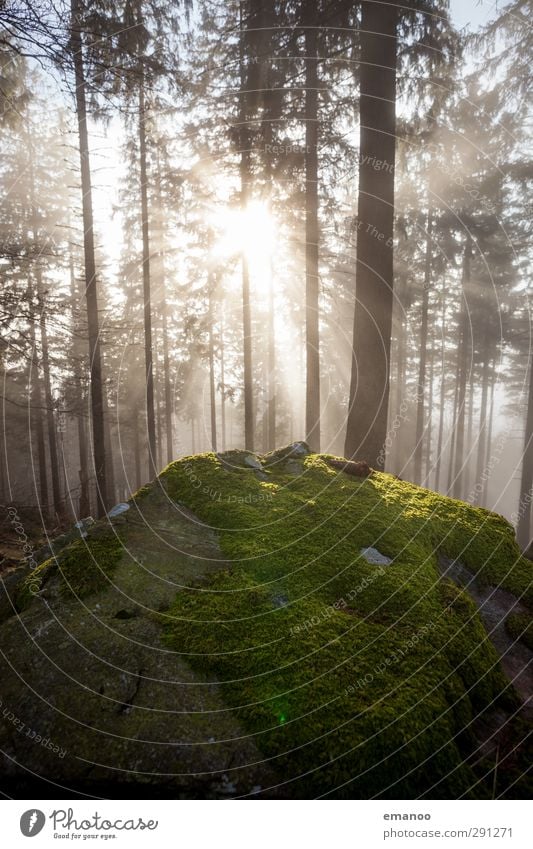 The rock in the magic forest Vacation & Travel Mountain Hiking Nature Landscape Plant Air Water Clouds Sun Weather Fog Tree Moss Forest Rock Bright Beautiful