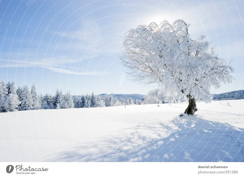 so, one tree I have left Vacation & Travel Winter Snow Winter vacation Mountain Hiking Sky Beautiful weather Tree Bright Blue White Black Forest Subdued colour